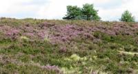 Wanderung in der Lüneburger Heide
