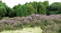 Wanderung in der Lüneburger Heide