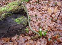 Wanderung zu den Märzenbecher
