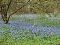 Wanderung zur Scillablüte