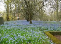 Wanderung zur Scillablüte