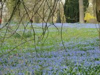 Wanderung zur Scillablüte