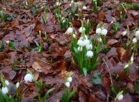 Märzenbecherblüte in Hameln