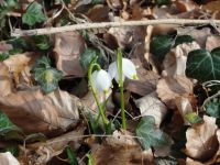 Märzenbecherblüte in Hameln