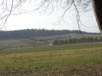 Märzenbecherblüte in Hameln
