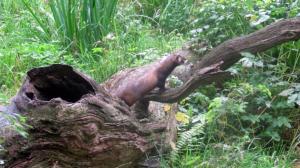Otterzentrum Hankesbüttel