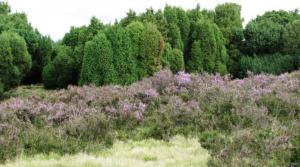 Lüneburger Heide