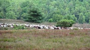 Lüneburger Heide