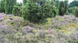 Lüneburger Heide