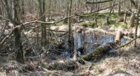 Wanderung im Neustädter Moor
